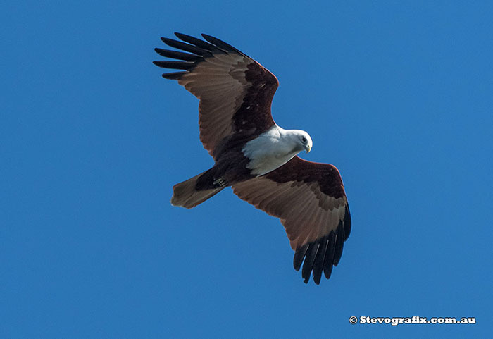 Brahminy Kite