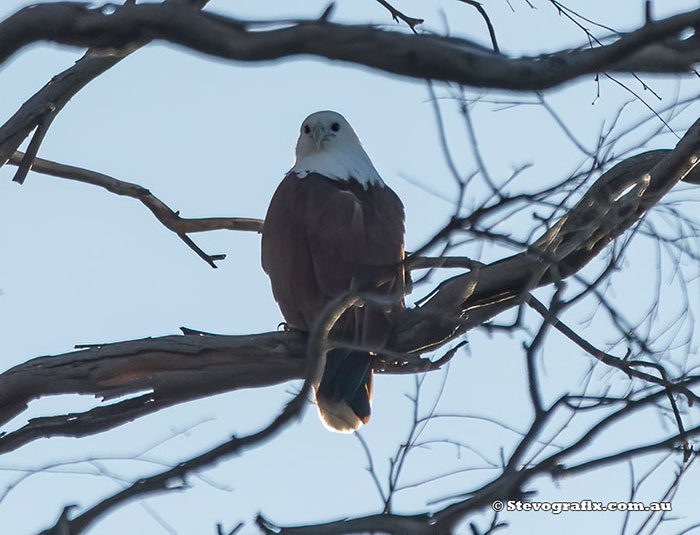 Brahminy Kite