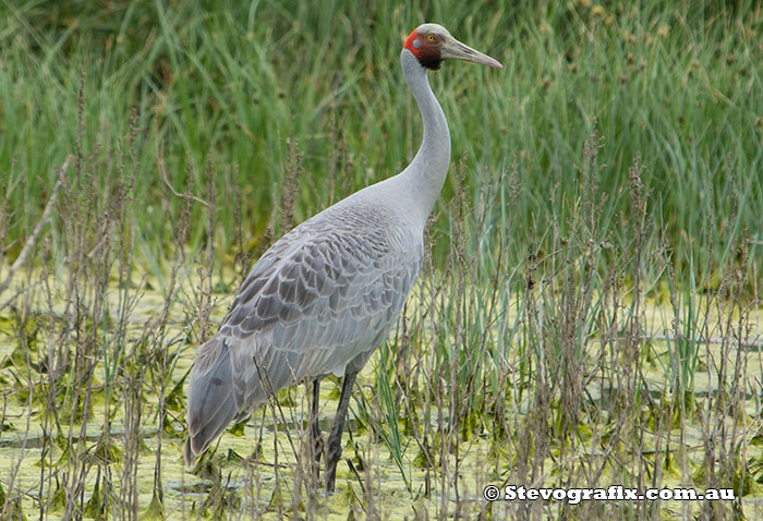 Brolga