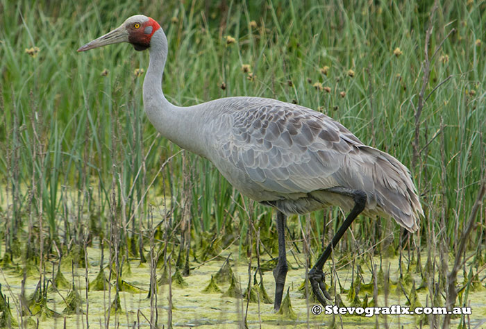 Brolga