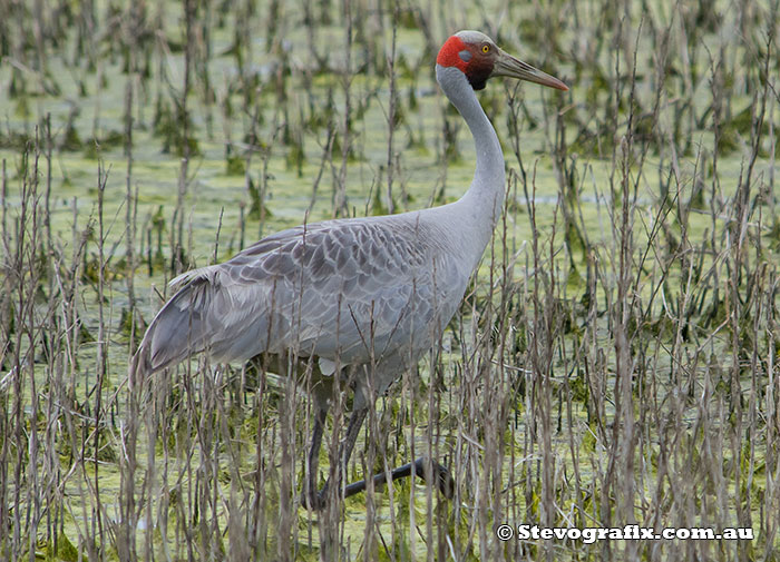 Brolga