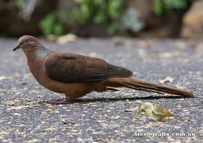 Brown Cuckoo-dove