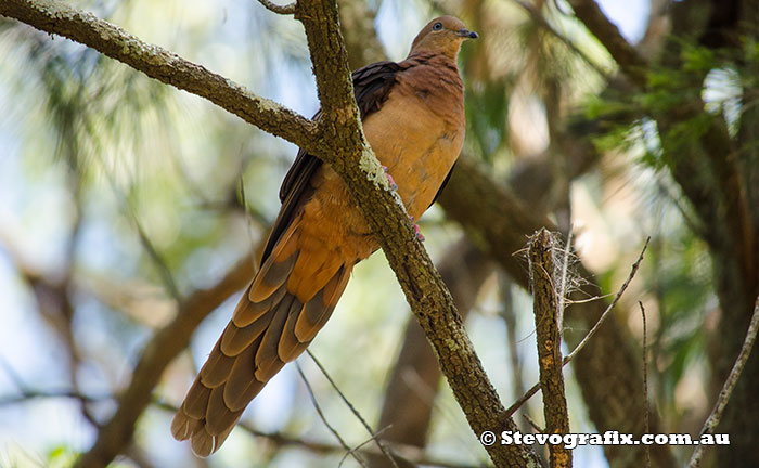 Brown Cuckoo-dove