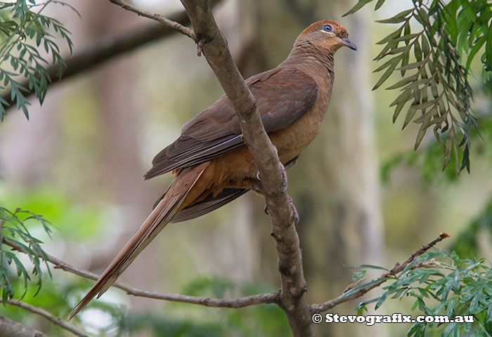 Brown Cuckoo-dove