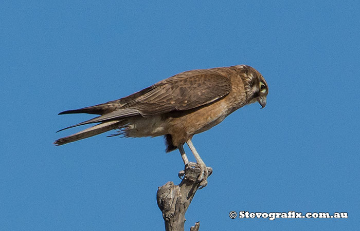 Brown Falcon