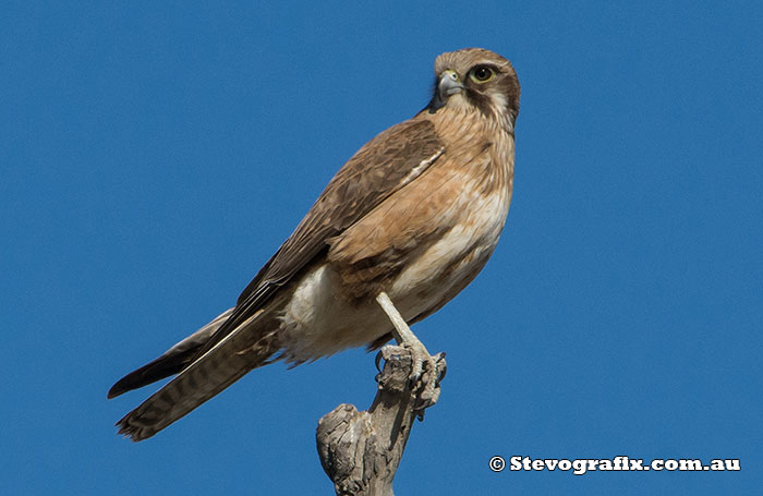 Brown Falcon