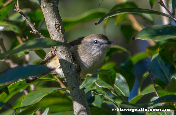 Brown Gerygone Belmont