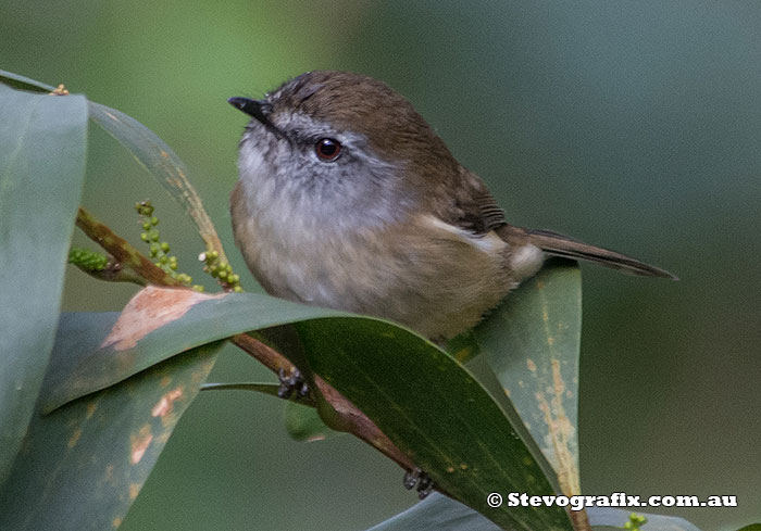 Brown Gerygone