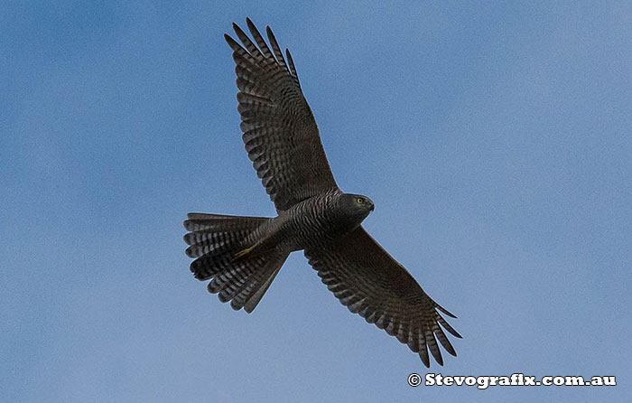 Brown Goshawk