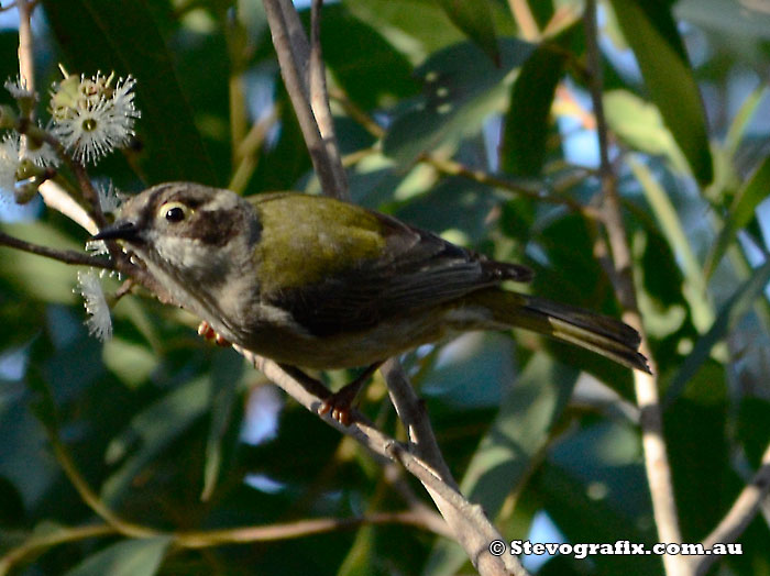 Brown-headed Honeyeater