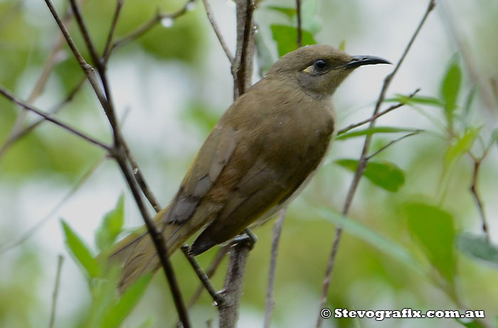 Brown Honeyeater