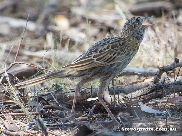 Brown Songlark