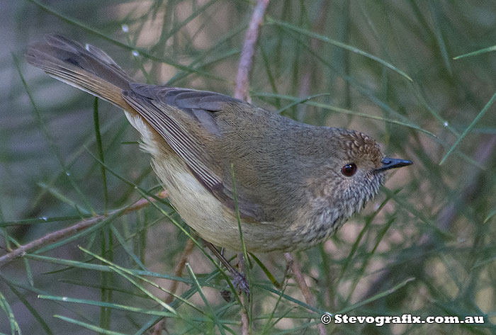 Brown Thornbill