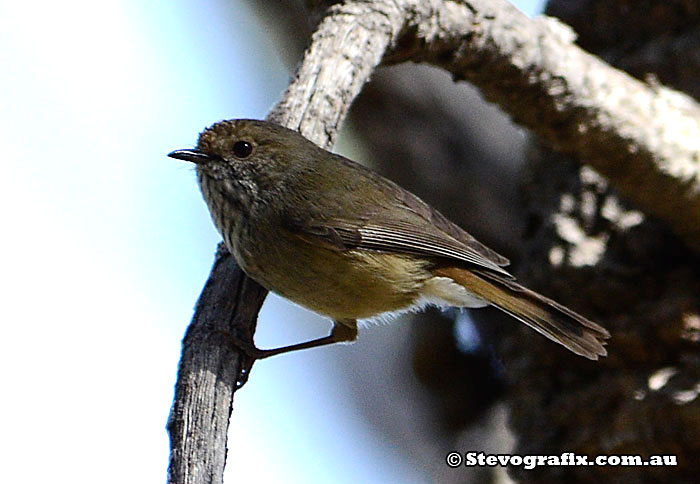 Brown Thornbill