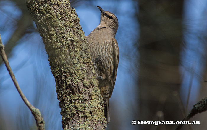 Brown Treecreeper