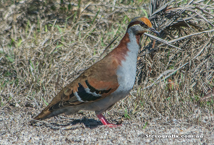 Brush Bronzewing