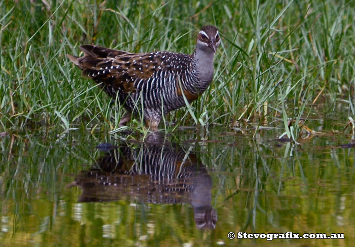 Buff-banded Rail