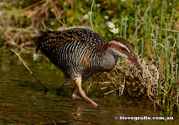 Buff-banded Rail