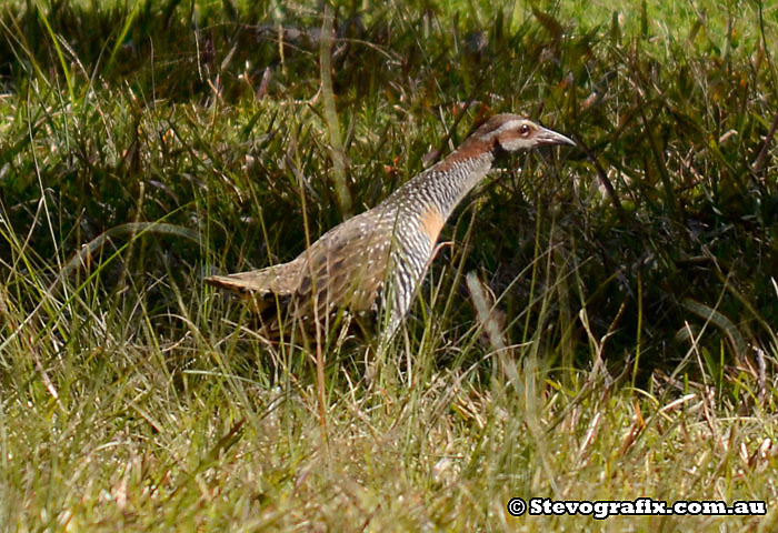 Buff-banded Rail at Jilliby Aug 2013