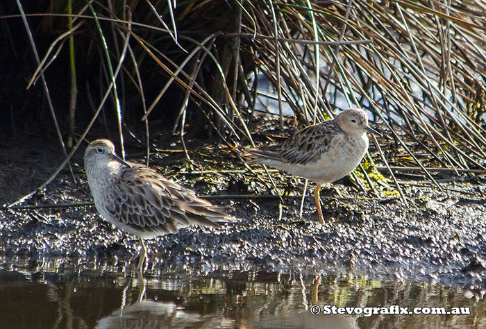 Buff-breasted Sandpiper