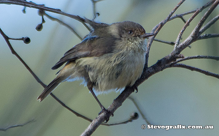 Buff-rumped Thornbill