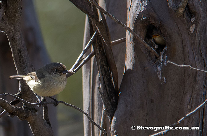 Buff-rumped Thornbill