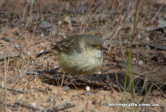 Buff-rumped Thornbill