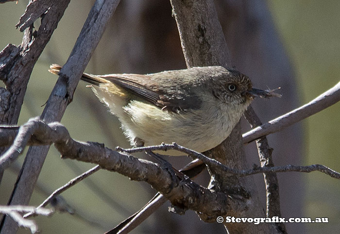 Buff-rumped Thornbill