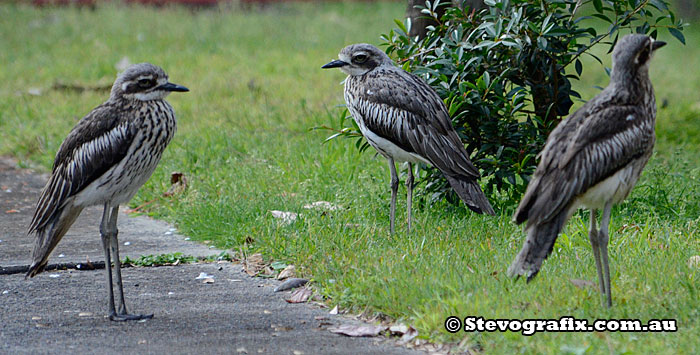 Bush Stone-curlew Family