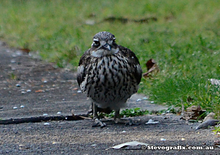 Bush Stone-curlew Sitting.