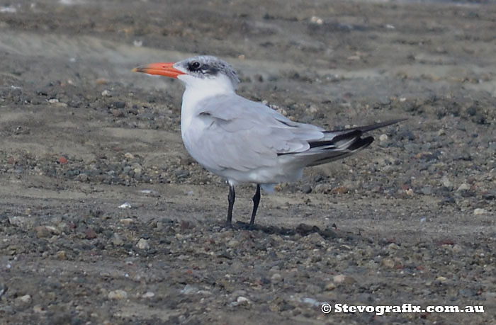 Caspian Tern