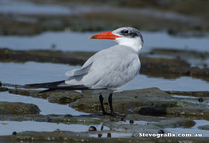 Caspian Tern