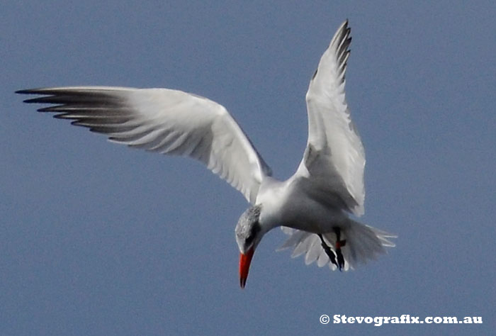 Caspian Tern Hovering