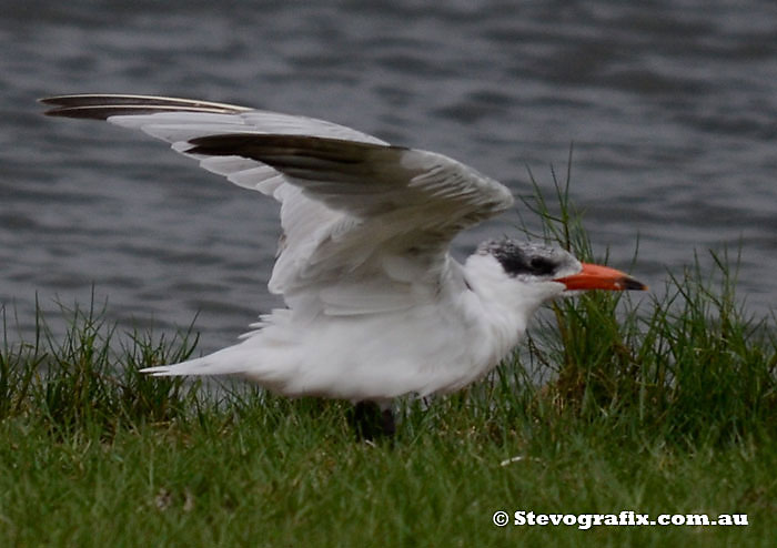 Caspian Tern Wing Display