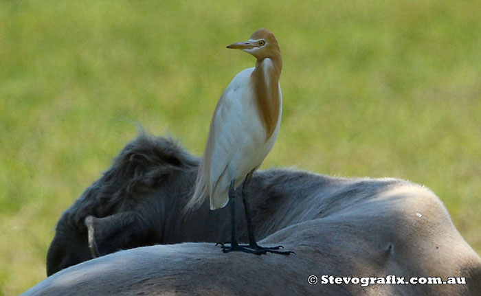 Cattle Egret in Breeding colours on host