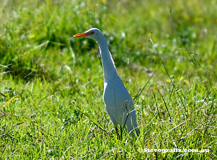 Cattle Egret