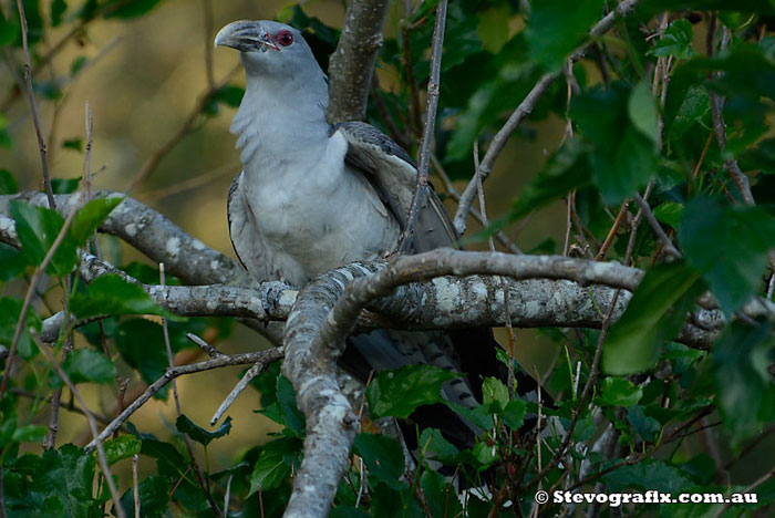 Channel-billed Cuckoo