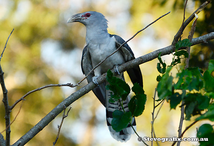 Channel-billed Cuckoo