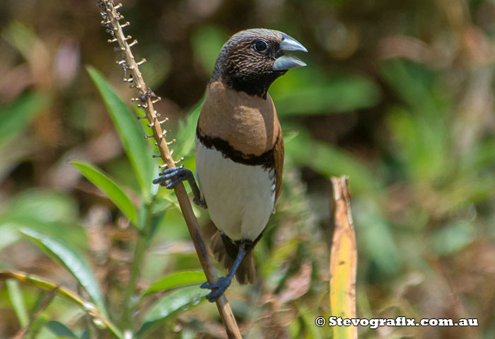 Chestnut-breasted Mannikin