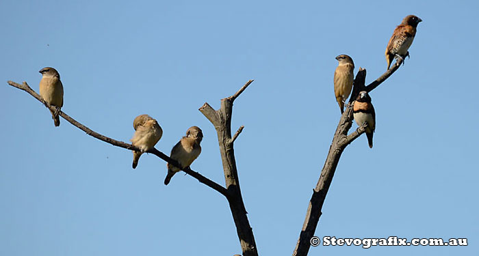 Chestnut-breasted Mannikins and Young