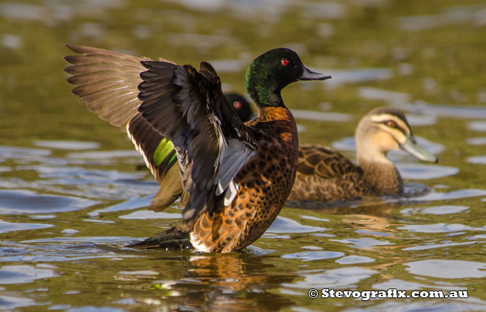 Chestnut Teal