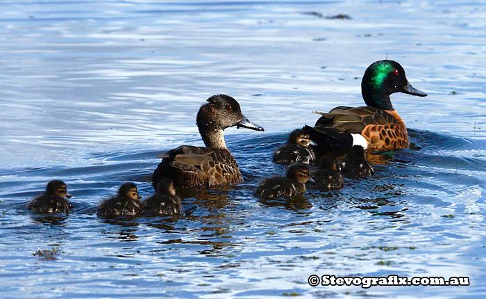 Chestnut Teal Family