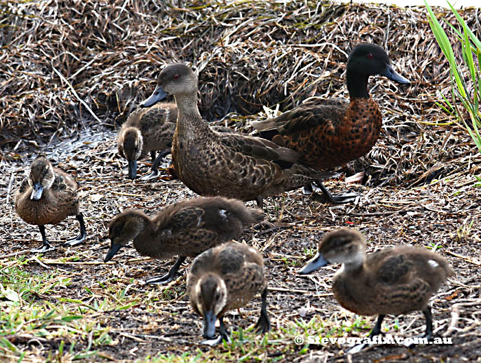 Chestnut Teal Family