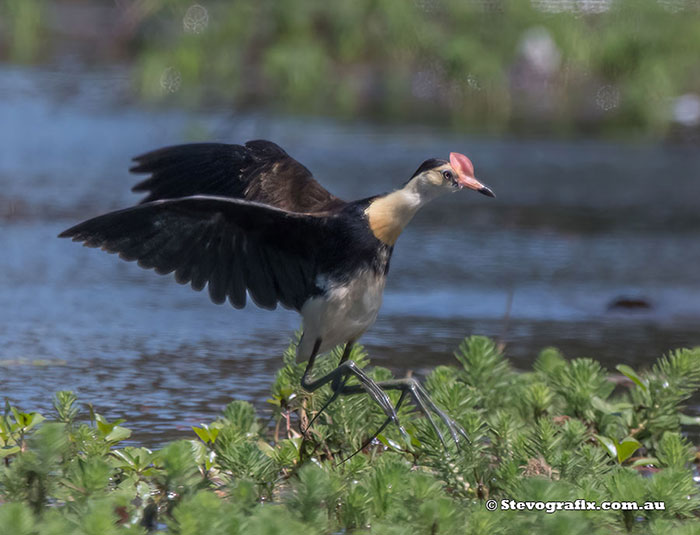 Comb-crested Jacana