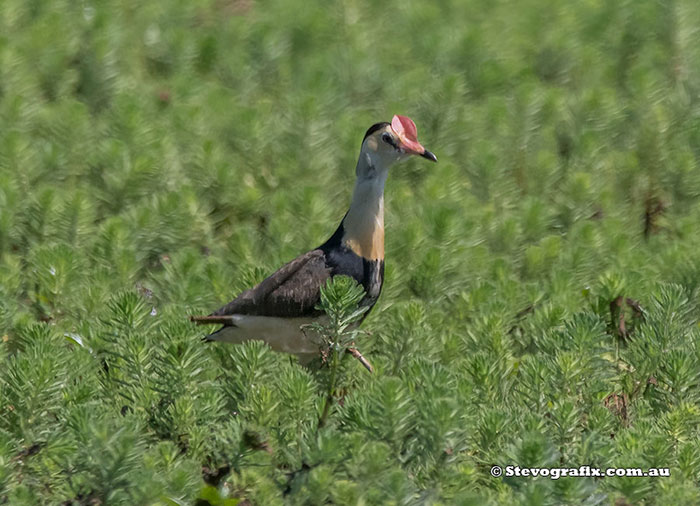 Comb-crested Jacana