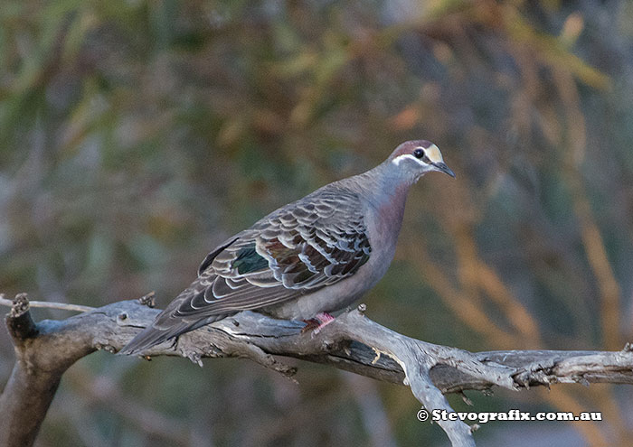 Common Bronzewing