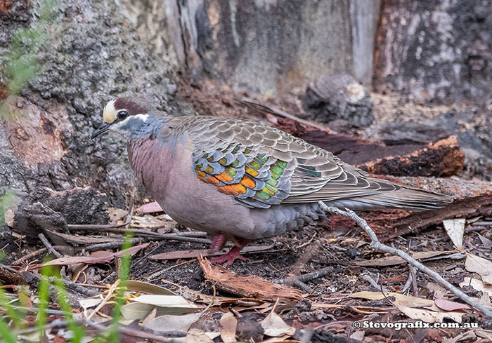 Common Bronzewing 