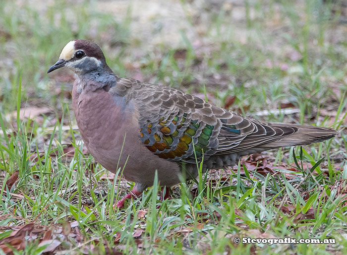 Common Bronzewing