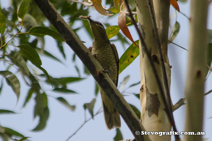 Female Common Cicadabird