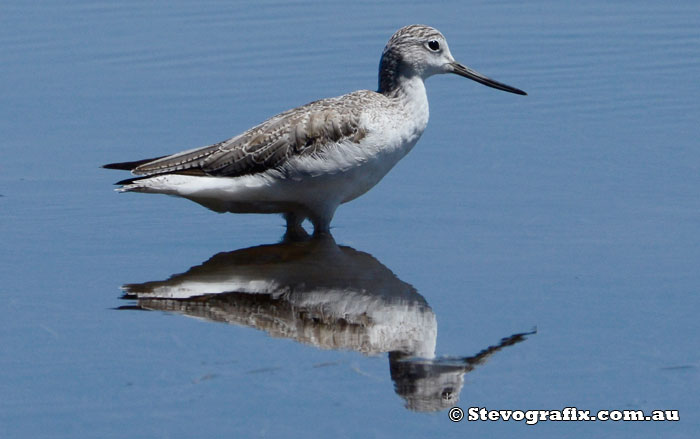 Common Greenshank